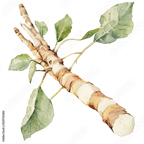 Watercolor illustration of a branch of Marshmallow Root, isolated on a white background, vector design painting