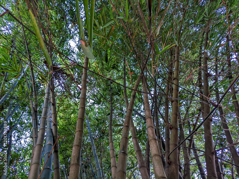Fototapeta premium Collection of bamboo trees or bamboo forest. Selective focus