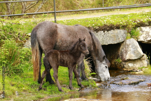Dartmoor Stute mit Fohlen