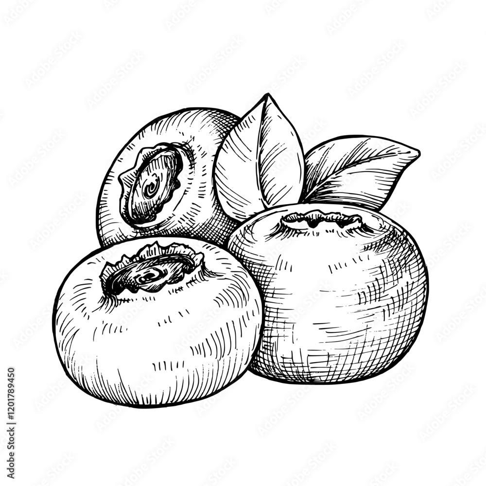 Blueberry sketch ink graphic illustration, draft silhouette drawing, black on white line art. Botanical vintage etching food design.