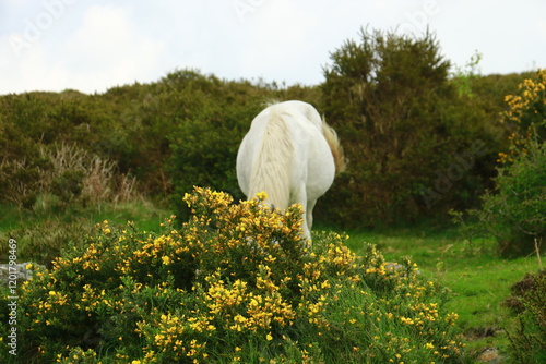 Poniehengst im Dartmoor