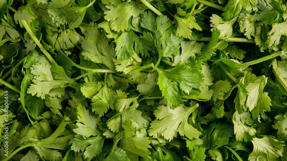 Close-Up of Fresh Coriander and Mint Leaves for Delicious Chutney Preparation Close-Up of Fresh Coriander and Mint Leaves for Delicious Chutney Preparation
