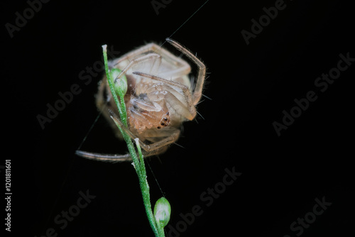 Orb spider on the grass photo