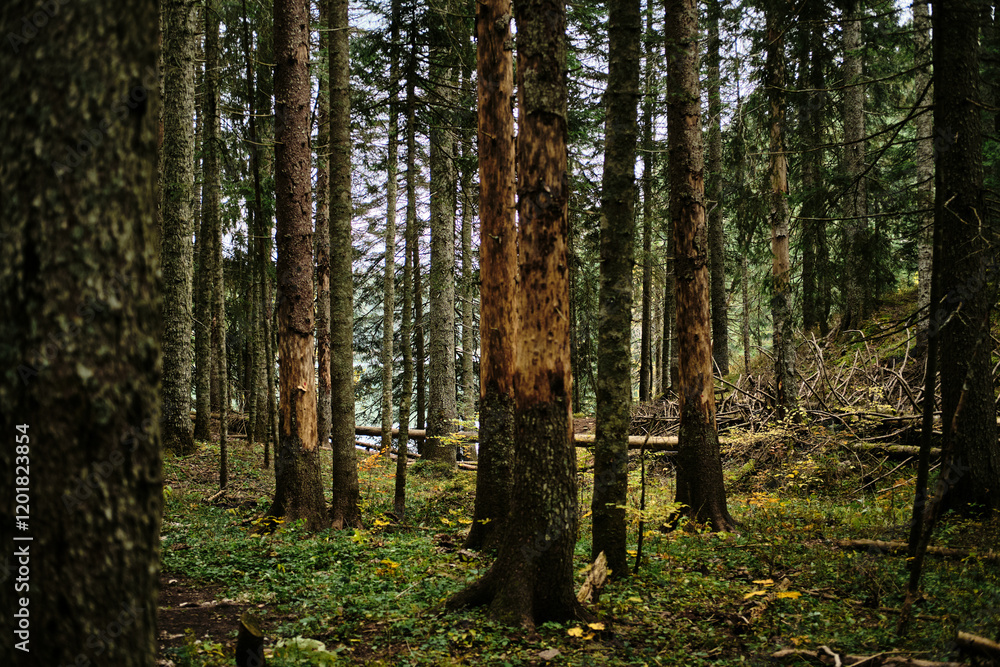 Obraz premium Dense coniferous forest in autumn season. Nature near Black Lake - Crno Jezero in Durmitor National park, Montenegro country.