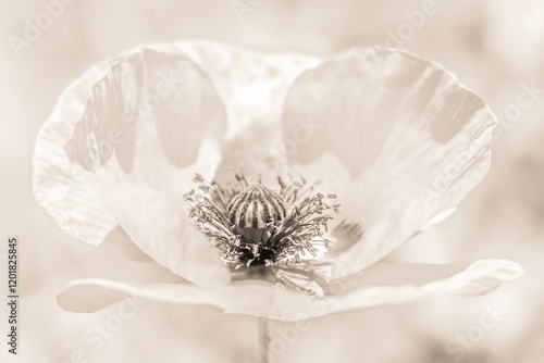 Coquelicot photo