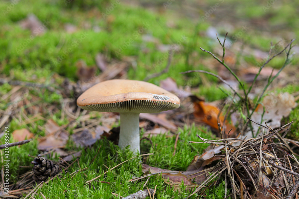 A solitary mushroom of yellow color on a white leg, which grows in the forest of Ukraine , Europe A solitary mushroom of yellow color on a white leg, which grows in the forest of Ukraine , Europe