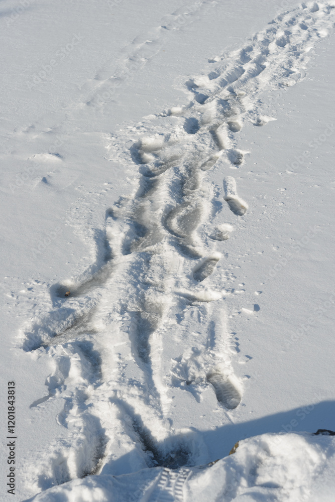 footprints in the snow on a frozen pond footprints in the snow on a frozen pond