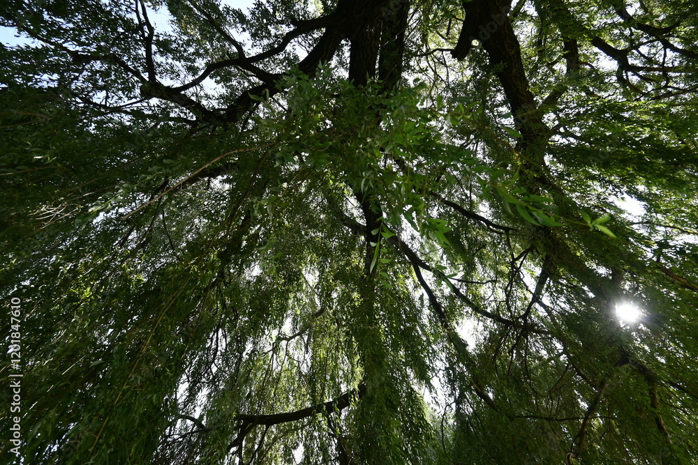 Fototapeta premium trees in the forest