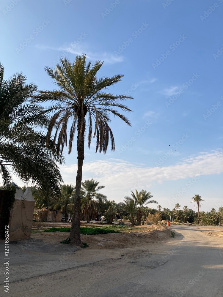Qassim palm farms in the middle of Buraidah, Al-Sabbakh district, Saudi Arabia
Qassim palm farms in the middle of Buraidah, Al-Sabbakh district, Saudi Arabia