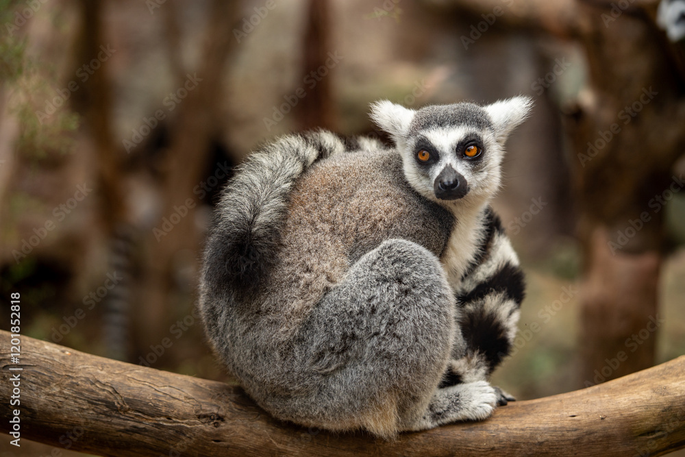 Fototapeta premium Ring-tailed lemur is sitting on a branch