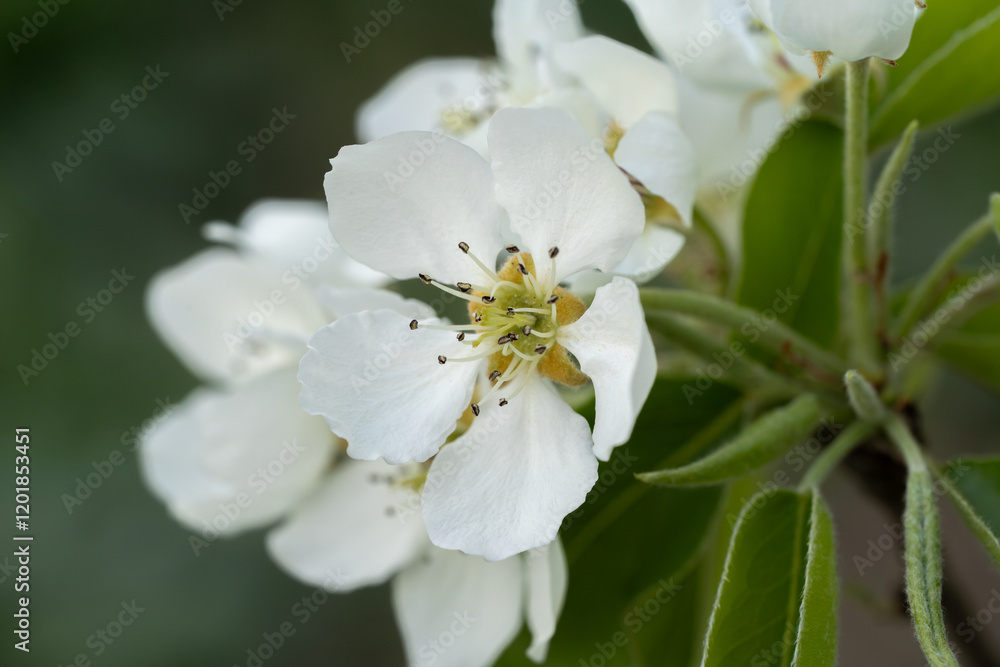 apple tree flower inflorescence macro
apple tree flower inflorescence macro