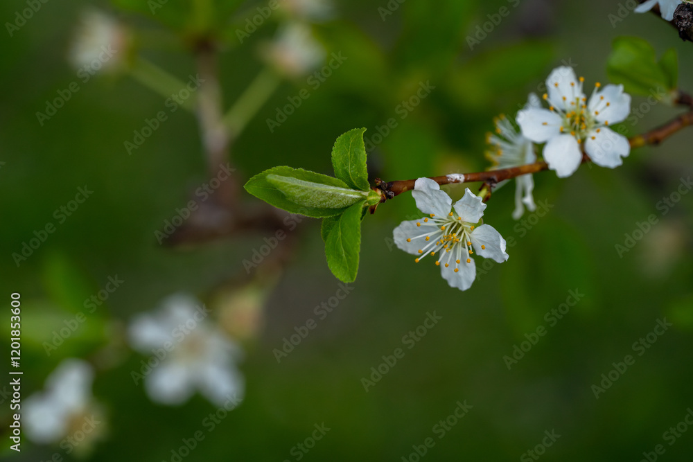 Fototapeta premium Cherry blossom branch with soft bokeh background spring close-up