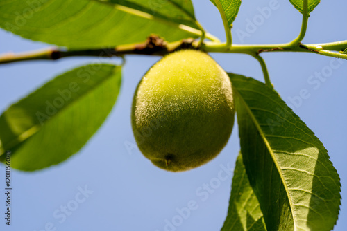 green peach on a tree