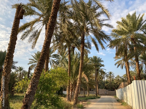 Qassim palm farms in the middle of Buraidah, Al-Sabbakh district, Saudi Arabia
 photo