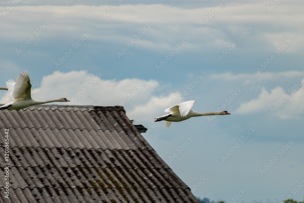Flying swan in Wangen-Lachen in Switzerland Flying swan in Wangen-Lachen in Switzerland