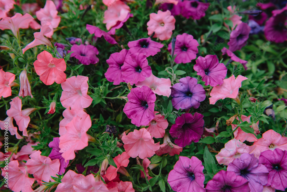 Varieties of petunia and surfinia flowers in public. Varieties of petunia and surfinia flowers in public.