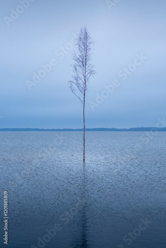 Einzelner freistehender Baum im See photo