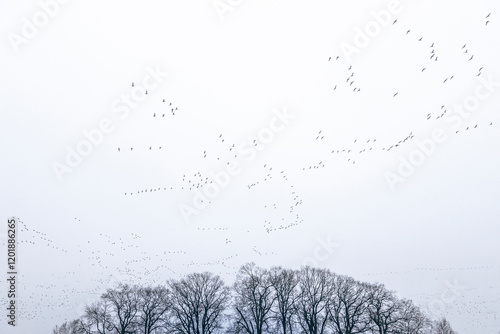 Wildgänse versammeln sich am herbstlichen Himmel, Deutschland
