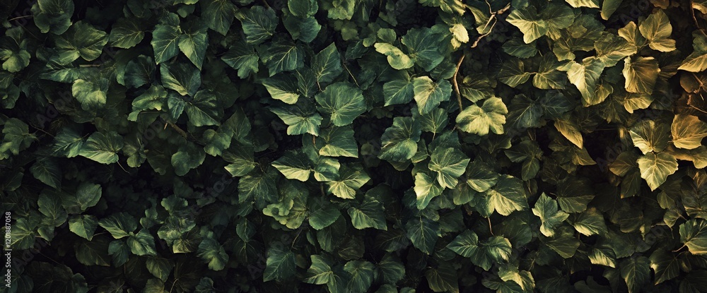 Lush green ivy wall texture, nature backdrop Lush green ivy wall texture, nature backdrop