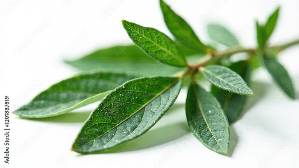 Dried Sage Leaves - Close-Up Herbal Medicine Dried Sage Leaves - Close-Up Herbal Medicine
