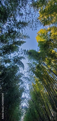 bamboo sky