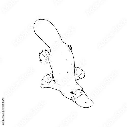black and white hand drawn illustration of a platypus