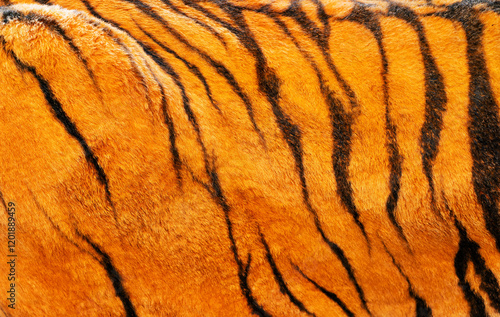 The tiger's fur is orange and black, with a striped pattern. The fur is soft and fluffy, giving the tiger a warm and inviting appearance