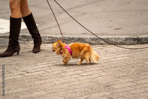 A woman walks her small brown Chihuahua on a busy city street while wearing stylish knee-high boots in the afternoon sun photo