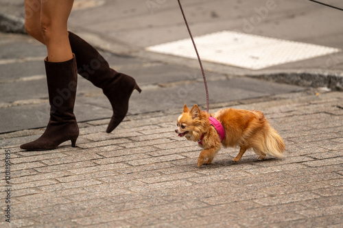 A woman walks her small brown Chihuahua on a busy city street while wearing stylish knee-high boots in the afternoon sun