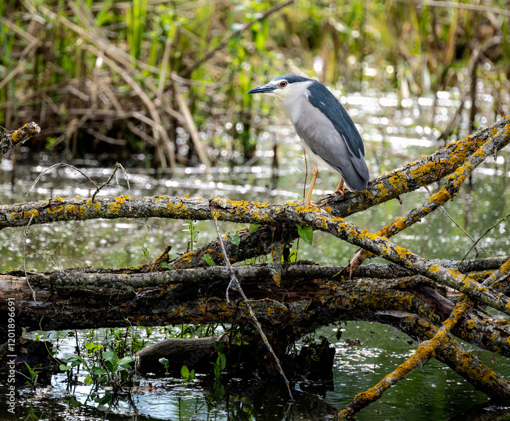 Black-crowned night heron sitting on a fallen tree