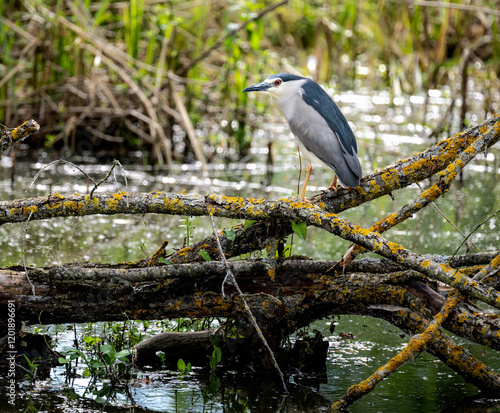 Obraz na płótnie Black-crowned night heron sitting on a fallen tree w salonie