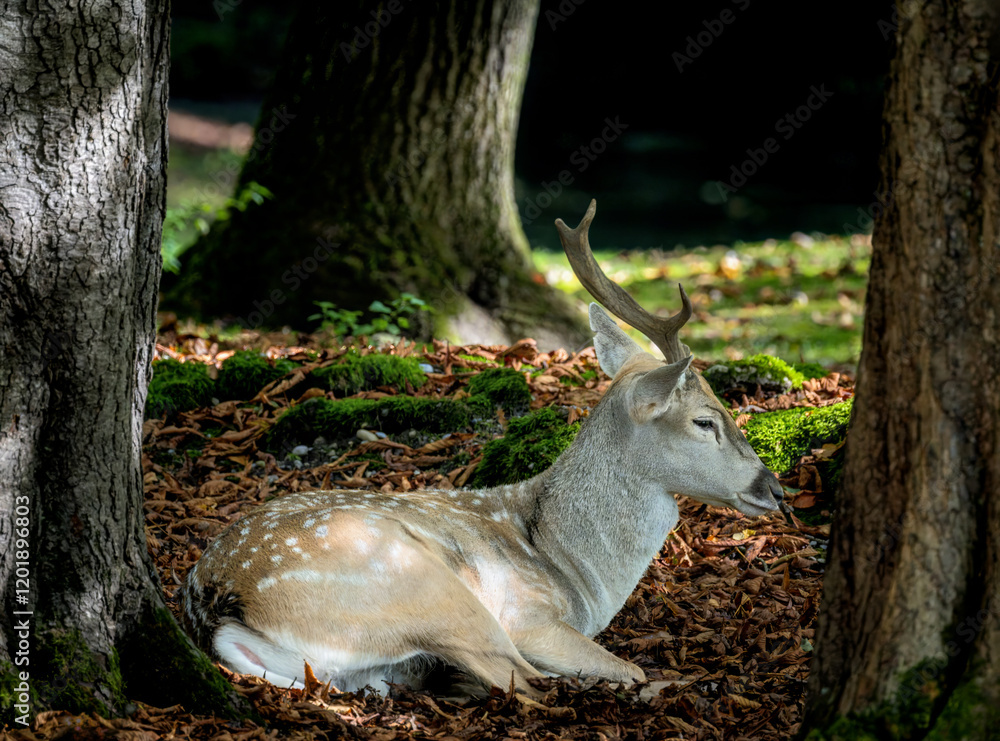 Male fallow deer lying in the forest