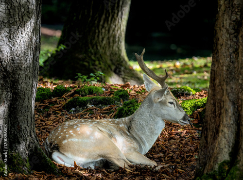 Obraz na płótnie Male fallow deer lying in the forest w salonie