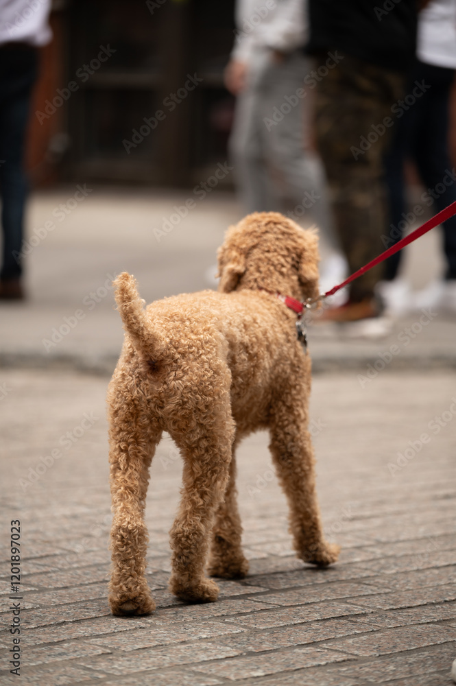 A fluffy dog with a playful demeanor stands on a cobblestone street while its owner engages with a group of people in an urban setting during the day A fluffy dog with a playful demeanor stands on a cobblestone street while its owner engages with a group of people in an urban setting during the day