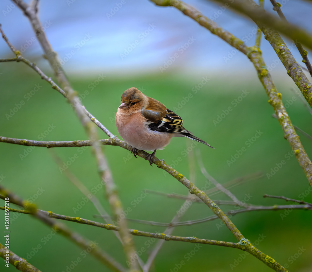 Male cahffinch bird sitting on the brach of a tree