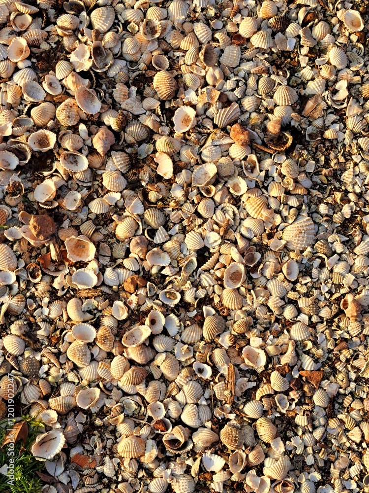 Shells on the beach Shells on the beach
