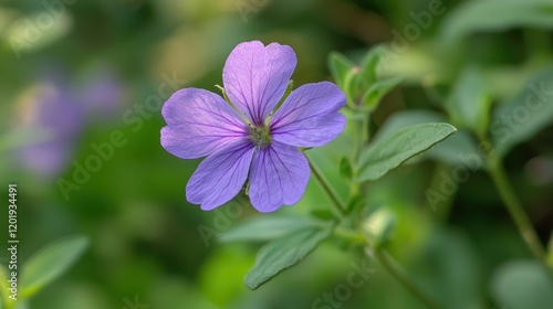 A Delicate Purple Lavender Flower with a Soft Bokeh of Green Leaves Behind It photo