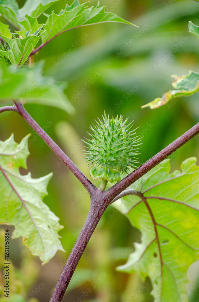Stramonium plant with leaves and immature fruits, seeds. Datura stramonium. Stramonium plant with leaves and immature fruits, seeds. Datura stramonium.