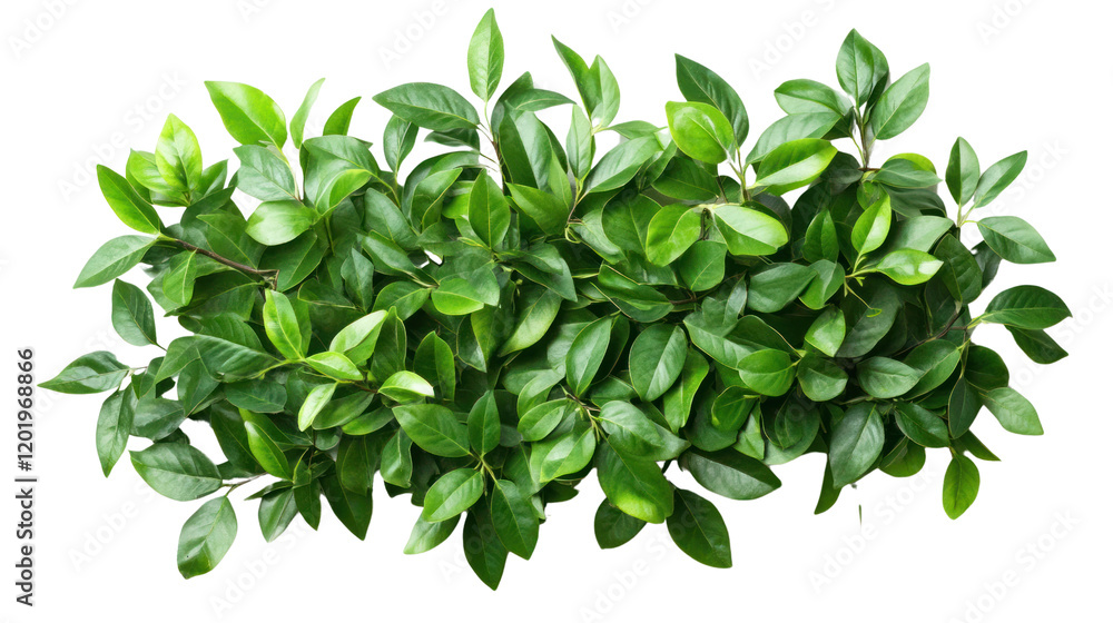 Lush green leaves arranged beautifully, showcasing the vibrancy and diversity of plant life. Ideal for nature lovers and eco-conscious designs. Lush green leaves arranged beautifully, showcasing the vibrancy and diversity of plant life. Ideal for nature lovers and eco-conscious designs.