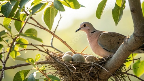 A turtledove and its eggs in a nest on an almond tree branch with sunlight filtering through, nest, egg, birds of prey