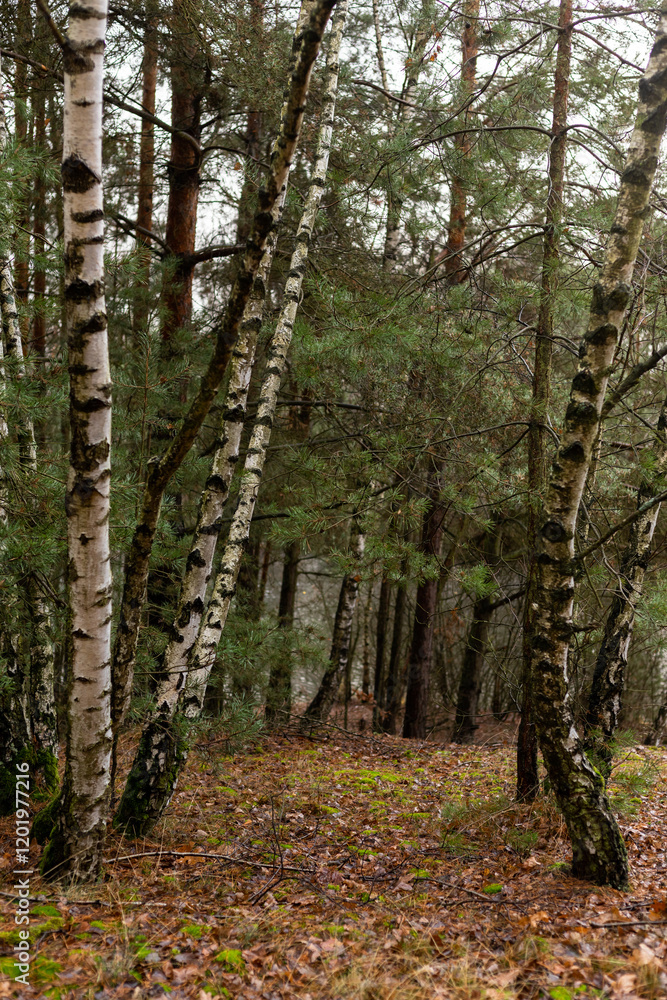 Fototapeta premium Birch trunk. Birch grove. Spring Forest