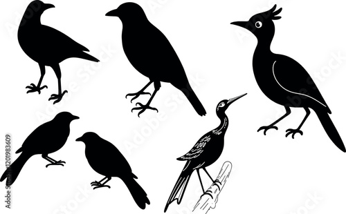 Collection of black silhouettes of different bird species, including crows and a woodpecker.