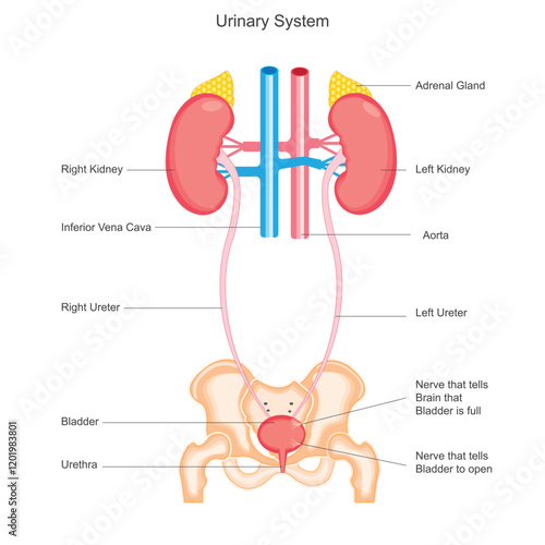 Human Urinary Tract Anatomy. Human kidneys anatomy. Human internal organ.
