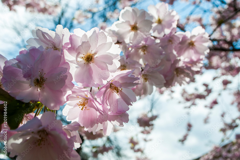 Fototapeta premium Blossoms 3