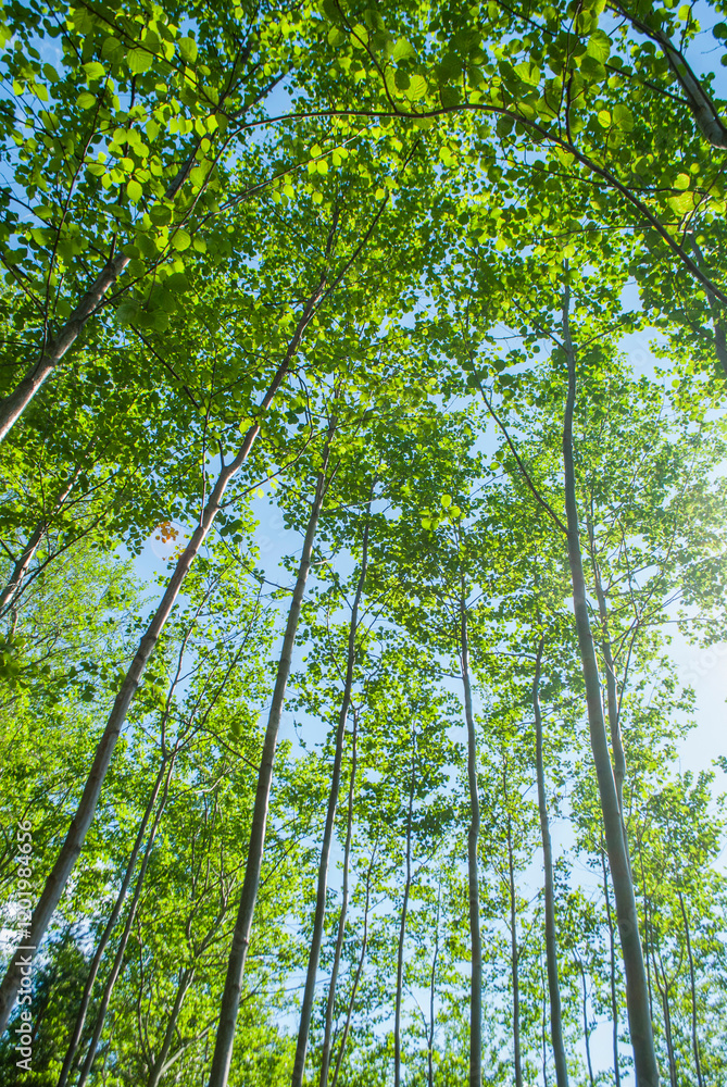 Obraz premium Young Aspen Trees