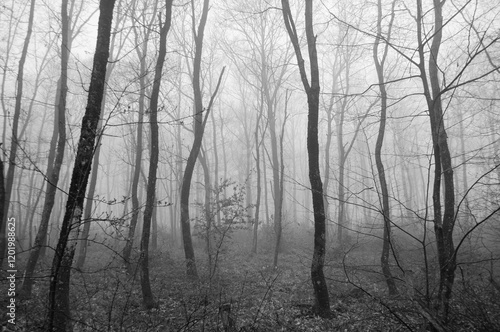 Wallpaper Mural fog in the forest Torontodigital.ca