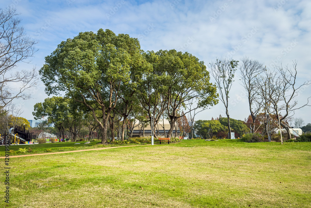 Fototapeta premium Serene Park Landscape with Lush Trees and Open Green Space
