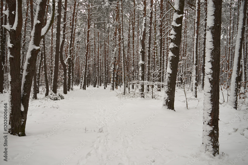 Fototapeta premium leśna droga,zima