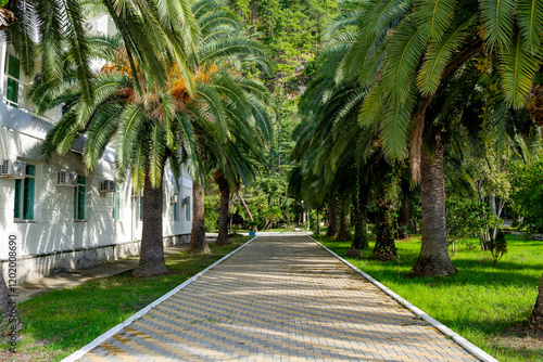 Palm tree as a symbol of the tropics, subtropics - a happy place on earth, a resort. photo