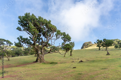 Fanal Forest in Madeira